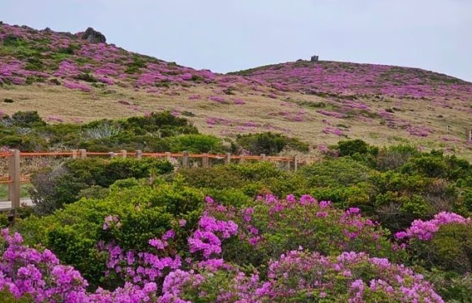 漢拏山登山季節