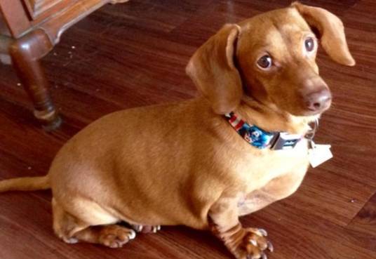 臘腸狗配種 臘腸狗配種