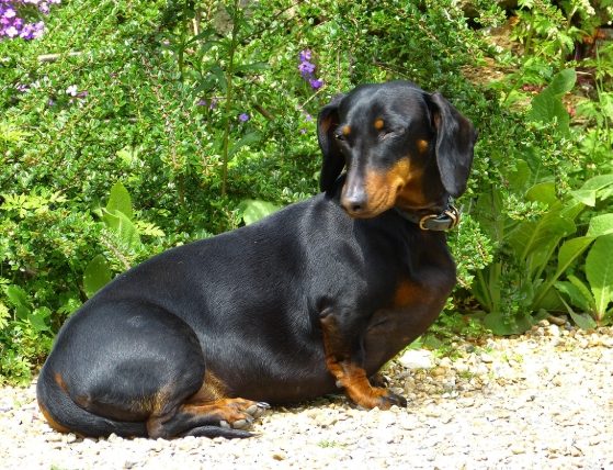 臘腸狗身形原因 臘腸狗身形原因