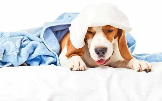 寵物健康咳嗽預防