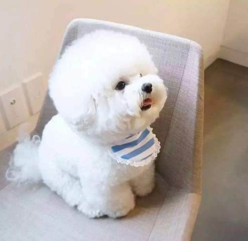 聰明犬行為問題