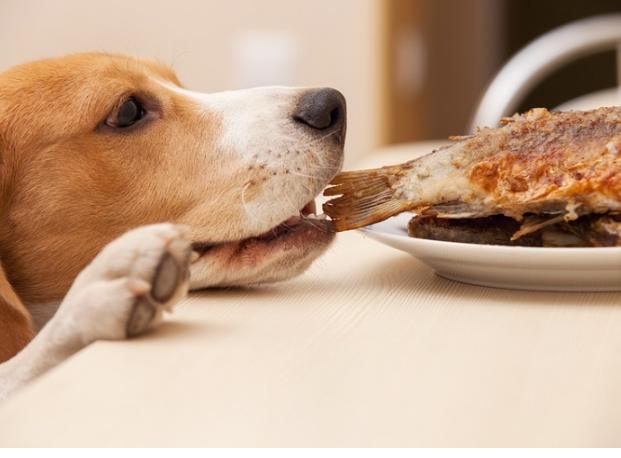 狗狗中毒急救 狗狗中毒急救