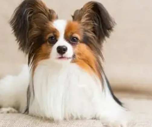 永不長大的狗 永不長大的狗