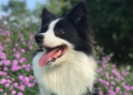 邊牧味道 邊牧味道