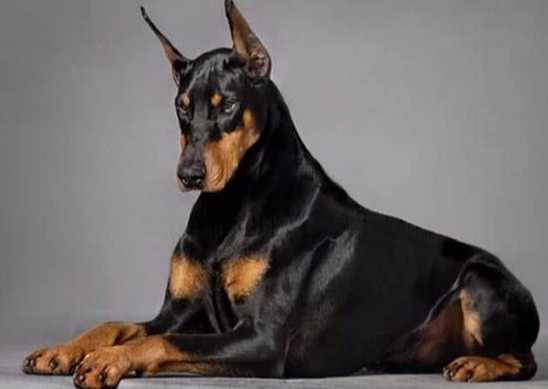 杜宾犬特征 杜宾犬特征