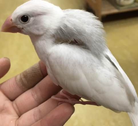 銀文鳥價格 銀文鳥價格