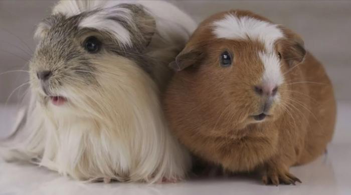 天竺鼠体重标准 天竺鼠体重标准