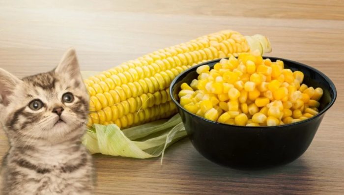 貓吃玉米安全嗎 貓吃玉米安全嗎