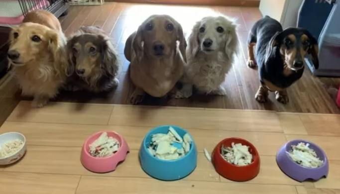 狗狗鮮食量計算