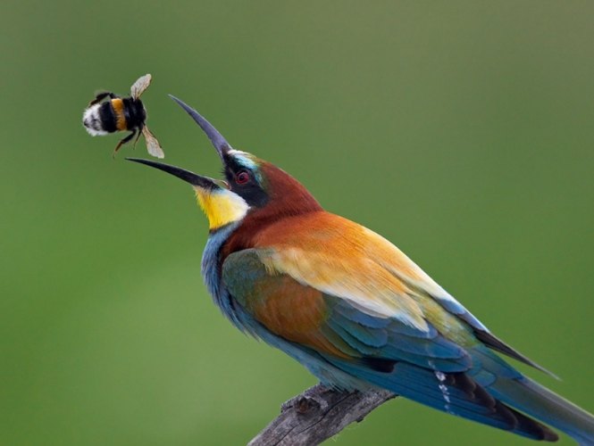 鳥吃什麼蟲？完整指南：從常見昆蟲到鳥類食性深度解析