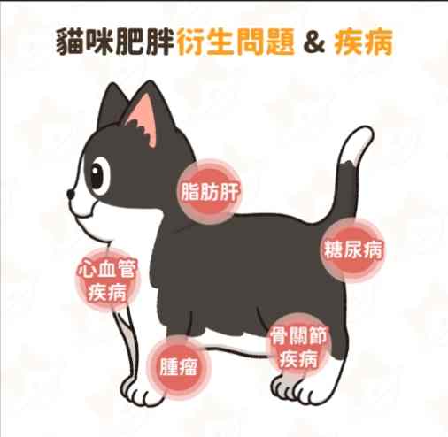 貓咪糖尿病飲食