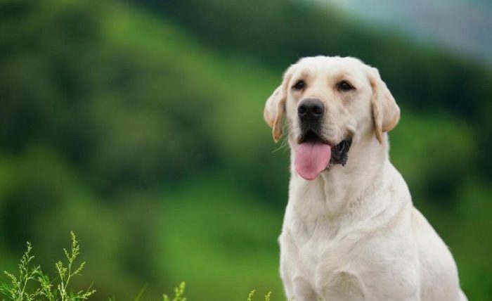 拉布拉多犬的优点