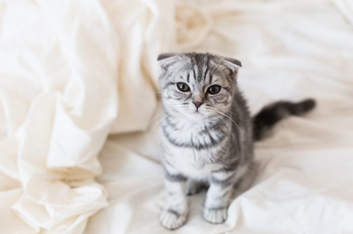 貓狗條例全攻略：飼主必讀的權利義務與罰則解析