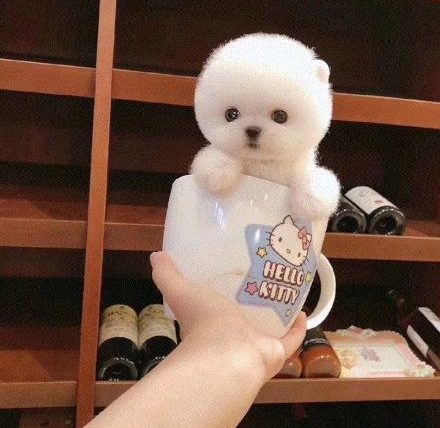 茶杯犬會長大嗎