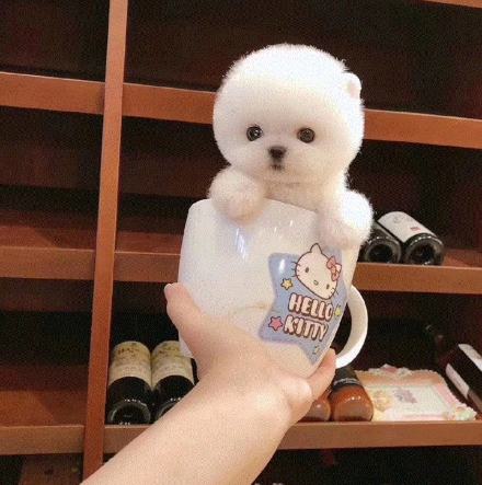 茶杯犬體型大小 茶杯犬體型大小