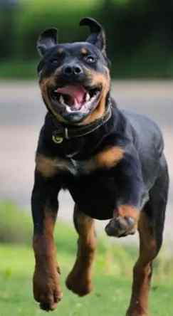 犬隻咬人法律責任 犬隻咬人法律責任