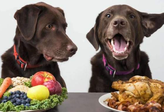 花椰菜對狗的好處 花椰菜對狗的好處