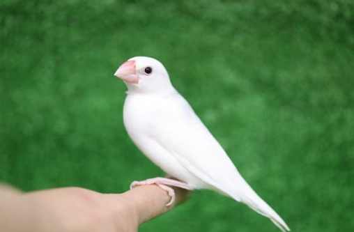 白文鳥智能 白文鳥智能