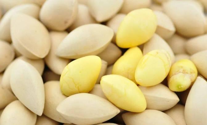 白果食用禁忌 白果食用禁忌