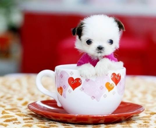 茶杯犬購買指南