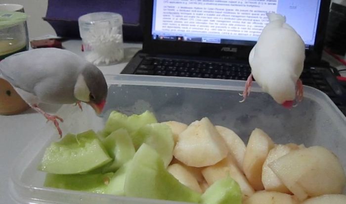 文鳥飲食注意事項