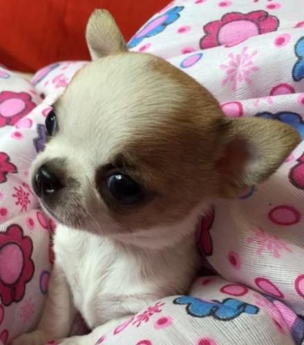 吉娃娃眼部疾病