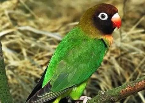 牡丹鸚鵡孵化 牡丹鸚鵡孵化