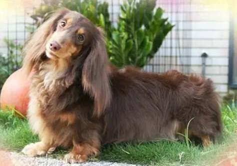 長毛臘腸狗壽命