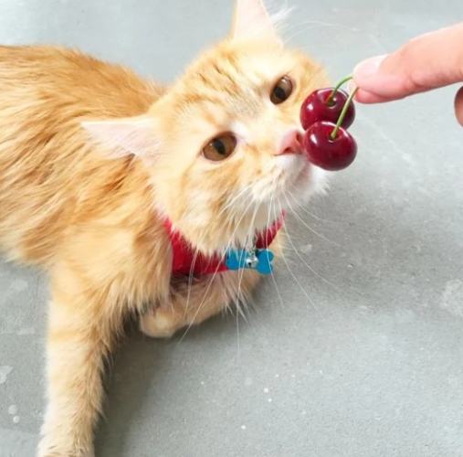 貓咪櫻桃中毒 貓咪櫻桃中毒