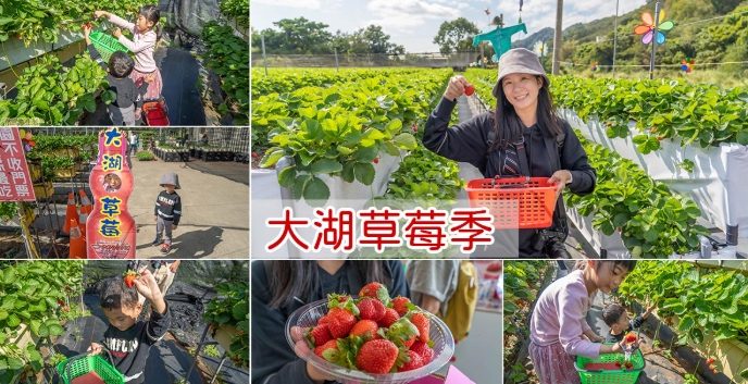 大湖草莓採摘 大湖草莓採摘