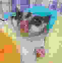 蜜袋鼯飲食 蜜袋鼯飲食