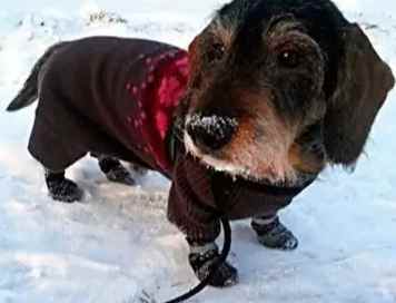 臘腸狗飼養 臘腸狗飼養