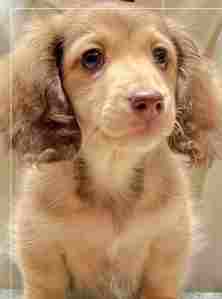 長毛臘腸狗價格 長毛臘腸狗價格