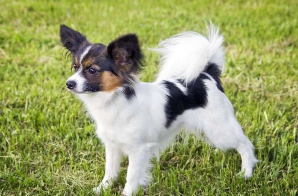 蝴蝶犬性格 蝴蝶犬性格