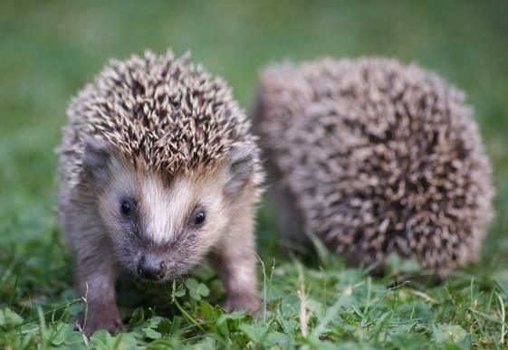 寵物刺蝟照顧 寵物刺蝟照顧