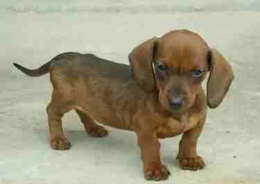 臫腸狗飼養要點 臫腸狗飼養要點