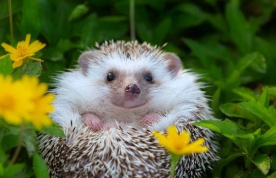 刺蝟晚上要開燈嗎 刺蝟晚上要開燈嗎