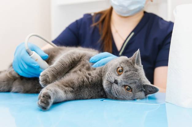 貓腎衰竭末期壽命