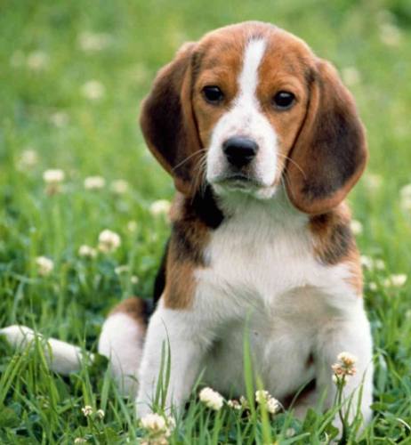 如何延長寵物壽命