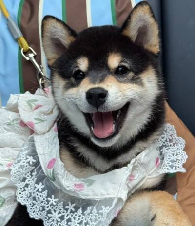 黑柴犬價格 黑柴犬價格