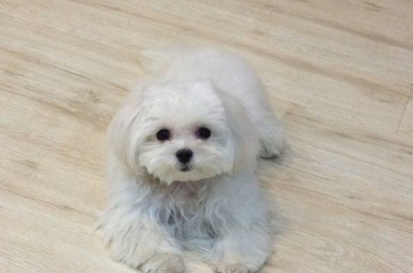 馬爾濟斯犬智力