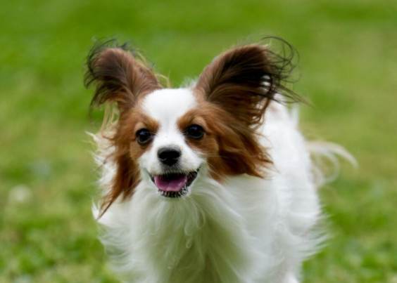 蝴蝶犬吠叫 蝴蝶犬吠叫