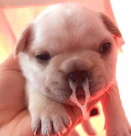 小狗吐奶怎麼辦？完整指南解析原因、處理與預防技巧