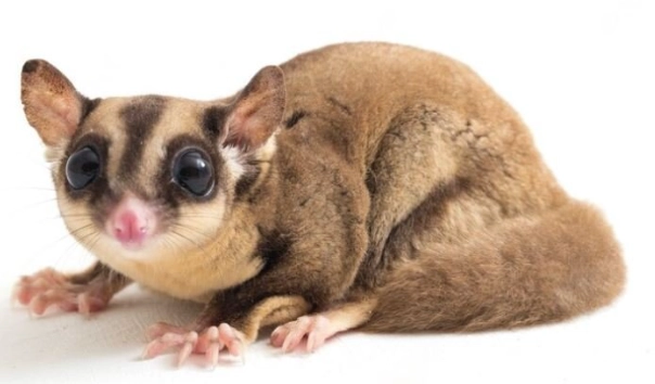 蜜袋鼯多大算成蜜