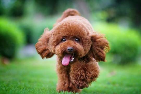 貴賓狗平均壽命