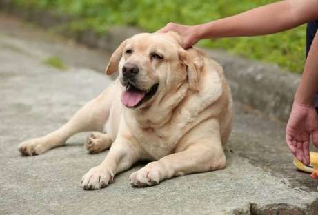 台灣拉布拉多領養 台灣拉布拉多領養