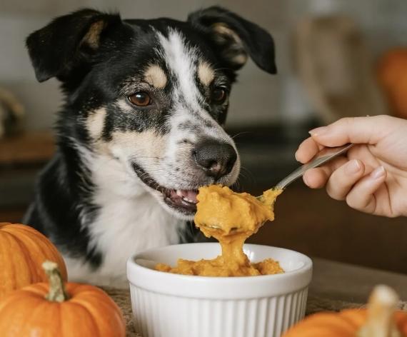 自製狗狗南瓜泥