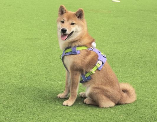 柴犬愛乾淨 柴犬愛乾淨