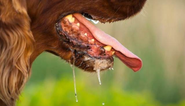 狗狗流口水處理