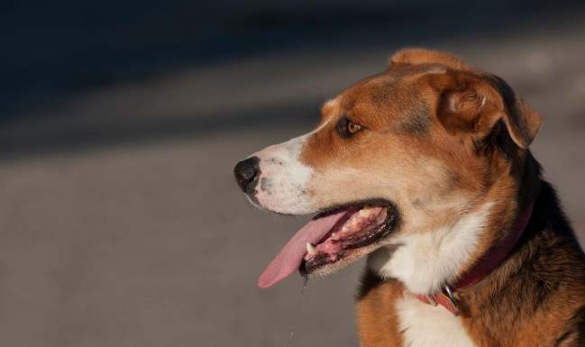 寵物口水異常處理